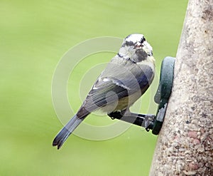 Blue tit on bird feeder