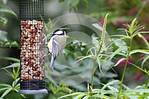 Blue tit on a bird feeder