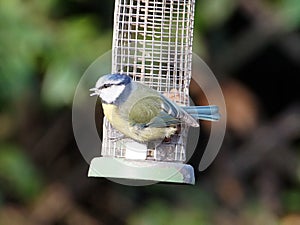 Blue tit on bird feeder with open beak