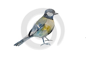 Blue tit bird isolated on white background. Original watercolor illustration of european titmouse bird