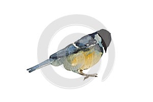 Blue tit bird isolated on white background. Original watercolor illustration of european titmouse bird