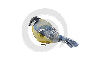 Blue tit bird isolated on white background. Original watercolor illustration of european titmouse bird