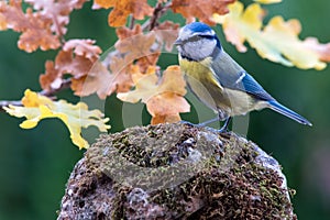 Blue tit bird in nature