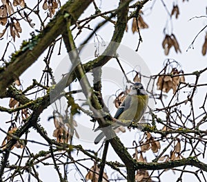 Blue tit bird Parus caeruleus resting on a tree branch in winter time