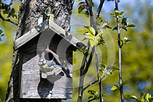 A blue tit bird is perching outside his birdbox