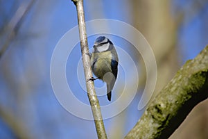 Blue tit bird photographed in Blackpool, Lancashire, UK