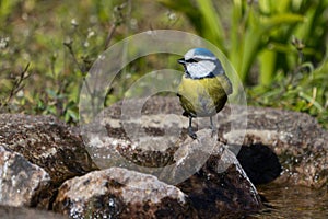 Blue tit bird on a rock