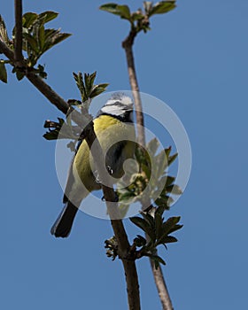 Blue tit bird singing on a twig