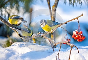 The blue tit bird sits on a snow-covered branch of a red mountain ash on a sunny frosty day