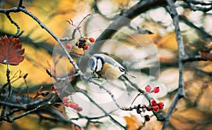 A blue tit bird sits on a tree branch covered with red berries and last leaves on an autu