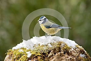 Blue Tit bird on the snow