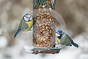 Blue tit birds on feeder