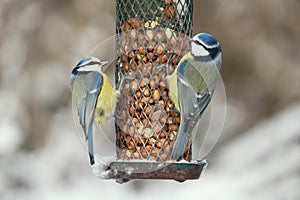 Blue tit birds on feeder