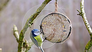 Blue tit birds pecking food from coconut bird feeder