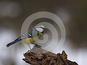 Blue tit on a branch