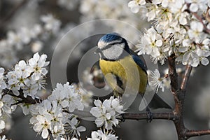 Blue tit on a branch with blossoms in spring