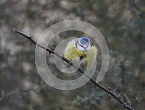 Blue tit on branch