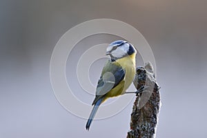 Blue tit on a branch
