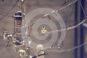 Blue tit on a branch near a birdfeeder in a garden