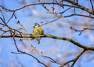 A blue tit on a branch