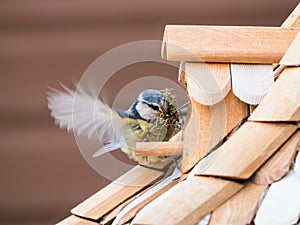 Blue tit building a nest in a bird house