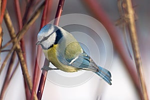 Blue tit in the bushes