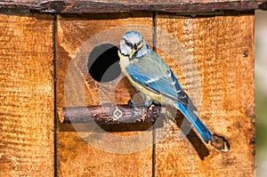 Blue tit with caterpillar at the entrance of a nest box