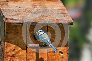 Blue tit with caterpillar in front of a nest box