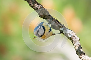 Blue tit with caterpillar hanging from a branch