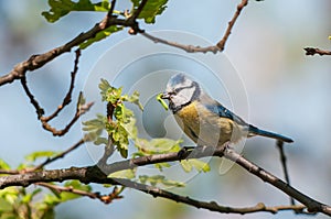 Blue tit with caterpillar in a tree