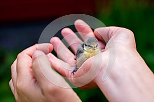 Blue tit chick in hand