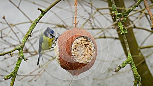 Blue tit on coconut bird feeder