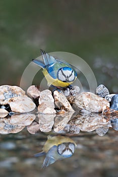 Blue tit coming to drink