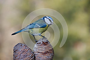 Blue Tit on cones