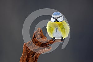 Blue Tit, cute blue and yellow songbird in winter scene, snow flake and nice snow flake and nice lichen branch, Germany