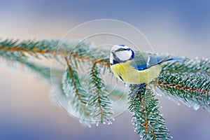 Blue Tit, cute blue and yellow songbird in winter scene, snow flake and nice spruce tree branch, Russia. First snow with bird. Win