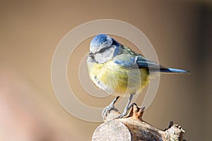 Blue Tit Cyanistes caeruleus