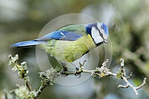 Blue Tit (Cyanistes caeruleus) photo