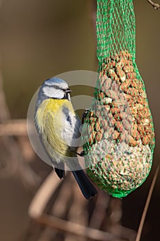 Blue Tit Cyanistes caeruleus