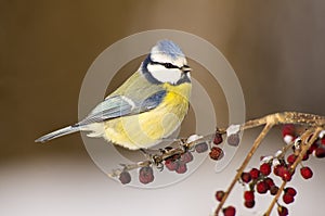 Blue tit (Cyanistes caeruleus)