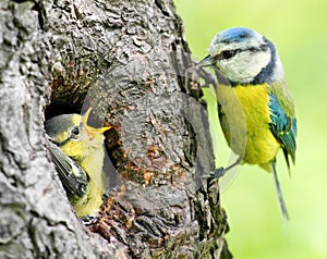 The Blue Tit (Cyanistes caeruleus)