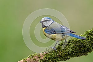 Blue tit (Cyanistes caeruleus). photo