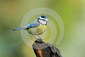 Blue Tit (Cyanistes caeruleus) photo