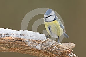 Blue tit (Cyanistes caeruleus)