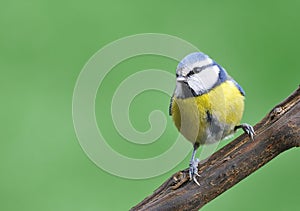 Blue tit, Cyanistes Caeruleus.