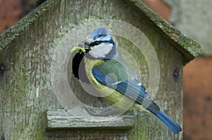 Blue Tit (Cyanistes caeruleus)