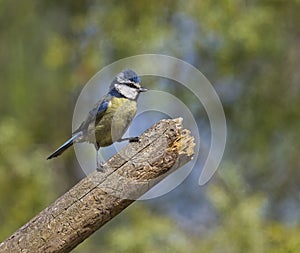 Blue Tit (Cyanistes caeruleus)