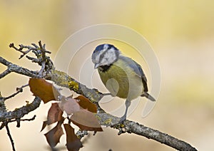 Blue Tit (Cyanistes caeruleus)