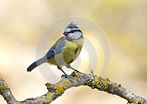 Blue Tit (Cyanistes caeruleus)