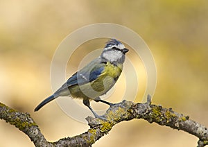 Blue Tit (Cyanistes caeruleus)